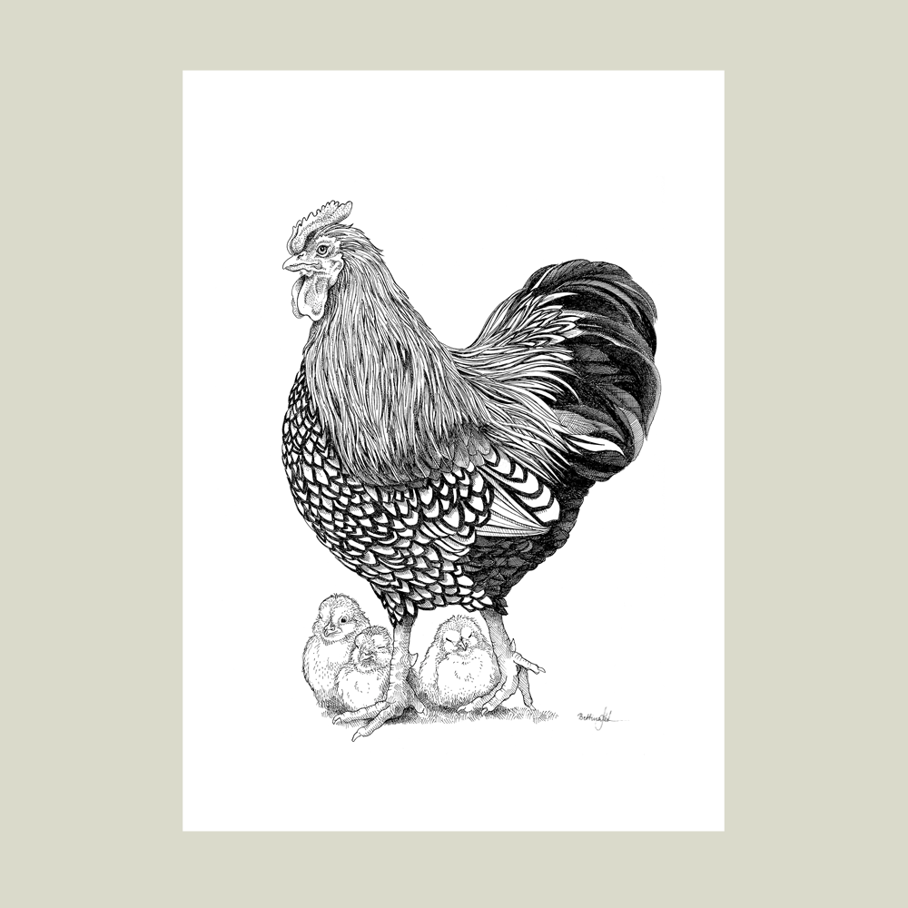 Håndtegnet plakat med hane og kylling i trygt samvær. Et overraskende og hjertevarmt motiv fra livet på landet.