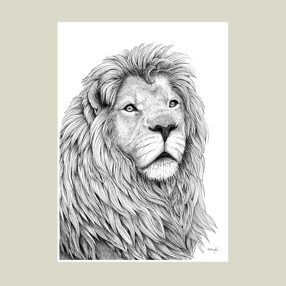 Sort-hvid håndtegnet plakat med løve – detaljeret tuschtegning af majestætisk løve fra Draw Doodles Study.