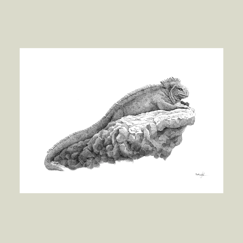 Håndtegnet sort-hvid plakat med havleguan – detaljeret tuschtegning af havleguan på lavaklippe.