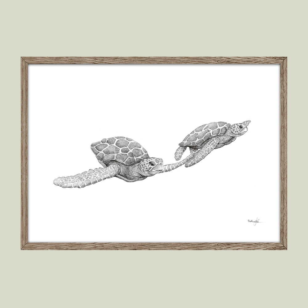 Håndtegnet sort-hvid plakat med to havskildpadder – detaljeret tuschtegning af svømmende skildpadder i vandet.