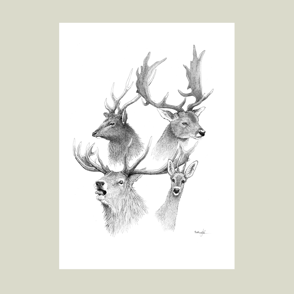 Håndtegnet plakat med hjorte – naturmotiv fra serien I haven og skoven