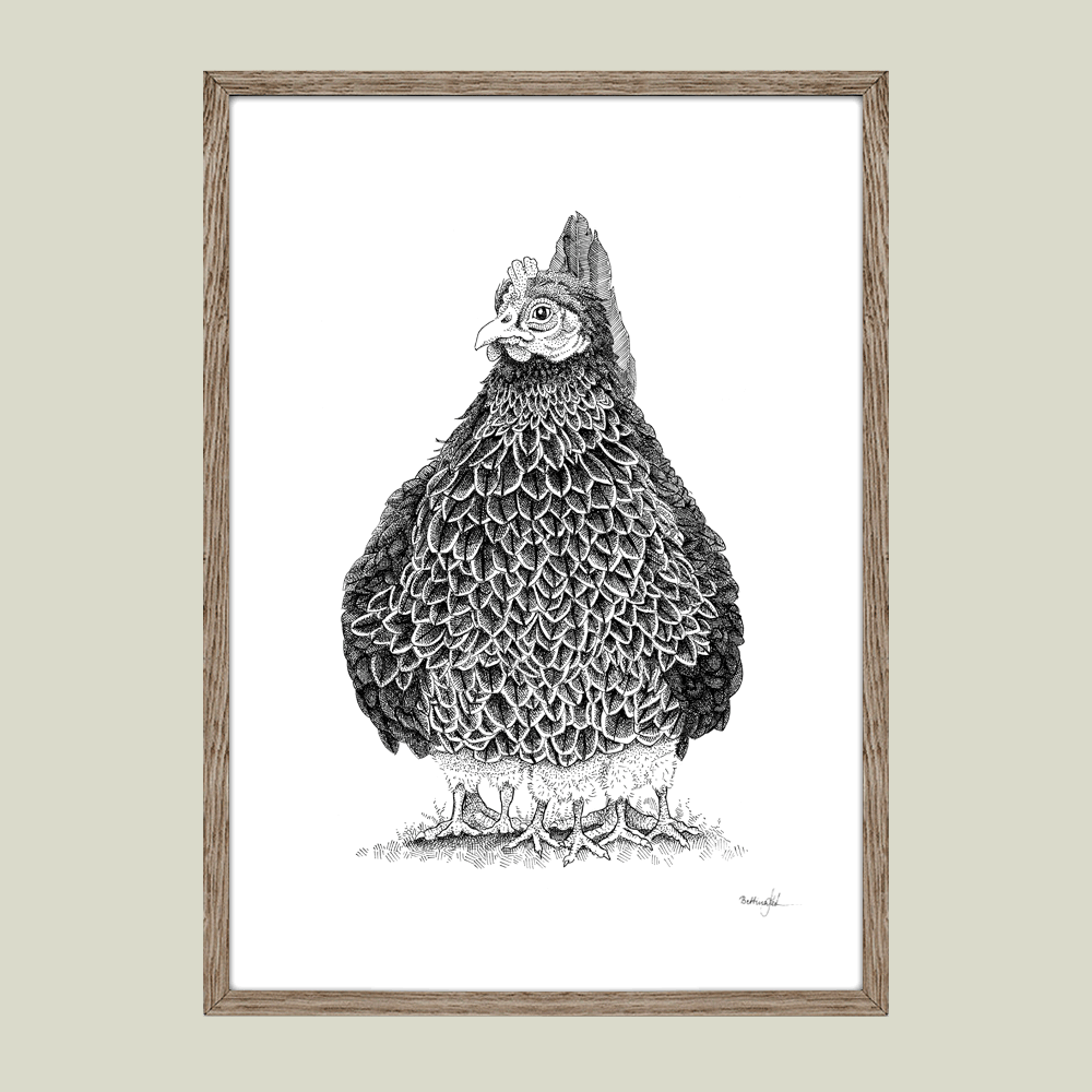 Håndtegnet sort-hvid illustration af en høne, hvor kyllingerne samler sig under hende i en tæt klynge. Et varmt og trygt bondegårdsmotiv.