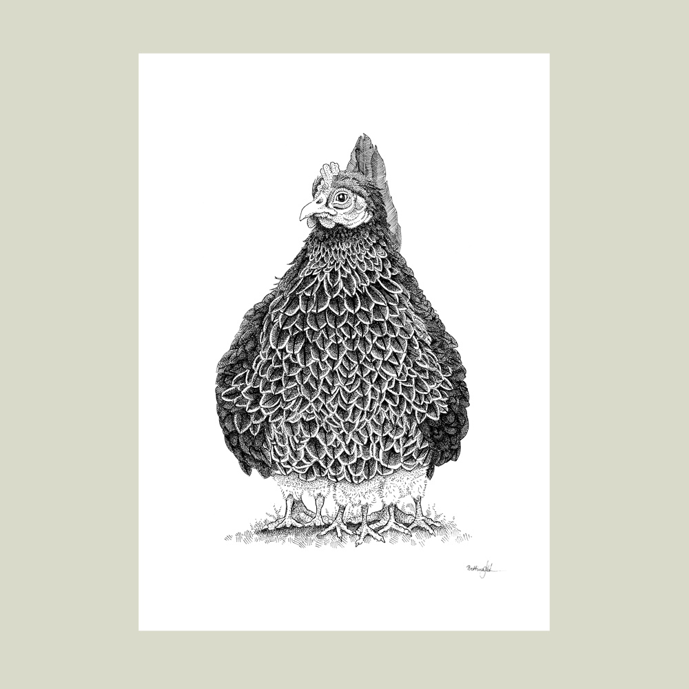 Håndtegnet sort-hvid illustration af en høne, hvor kyllingerne samler sig under hende i en tæt klynge. Et varmt og trygt bondegårdsmotiv.