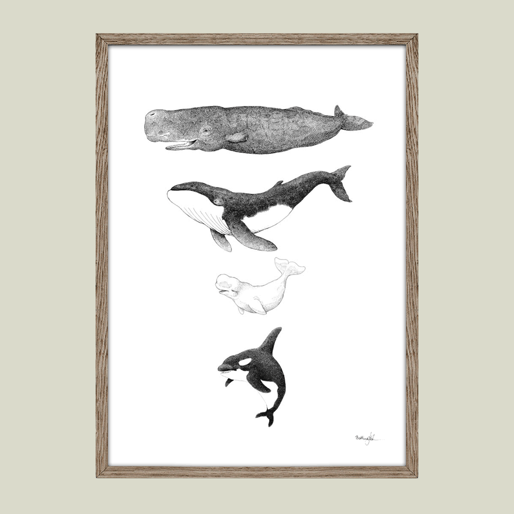Håndtegnet sort-hvid plakat med hvaler – kaskelot, pukkelhval, hvidhval og spækhugger i lodret komposition.