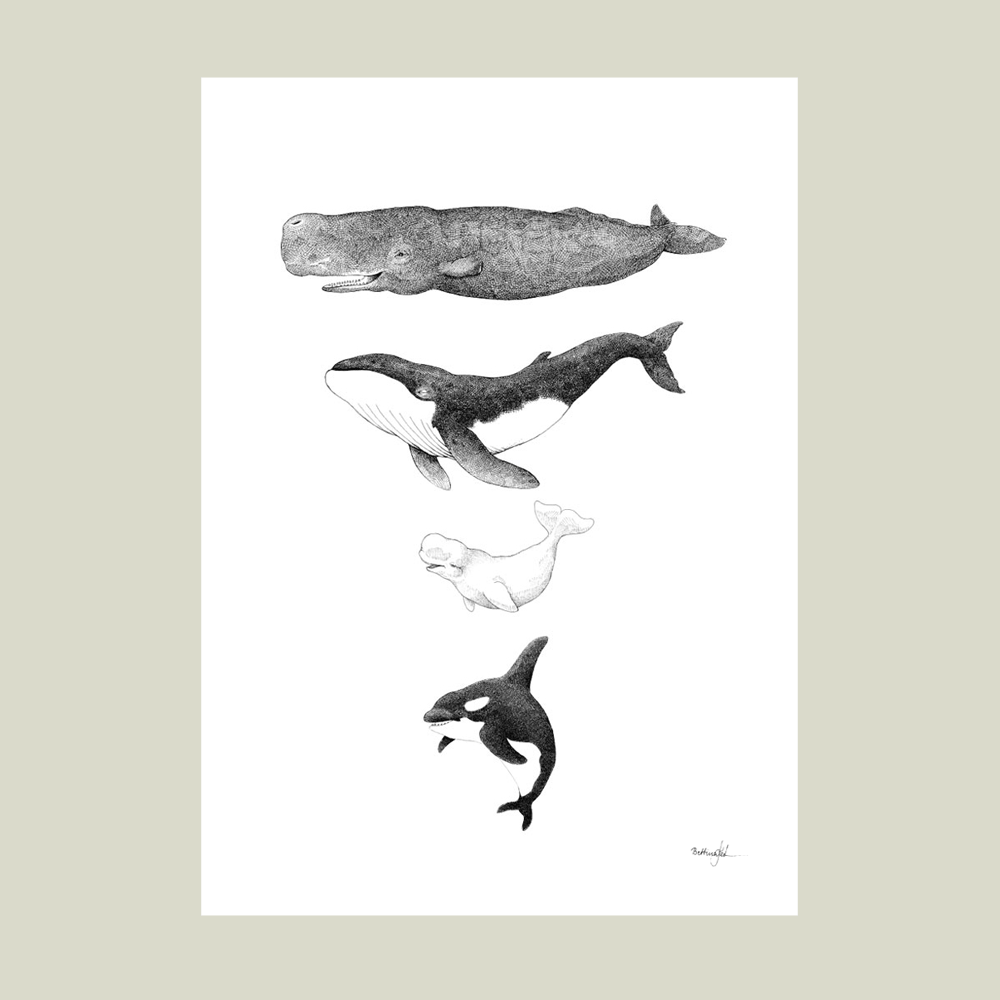 Håndtegnet sort-hvid plakat med hvaler – kaskelot, pukkelhval, hvidhval og spækhugger i lodret komposition.