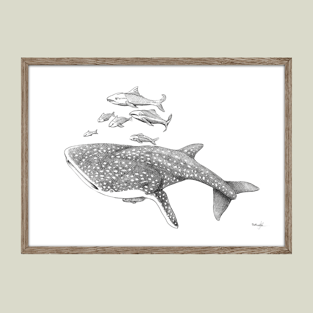 Håndtegnet sort-hvid plakat med hvalhaj – detaljeret tuschtegning af hvalhaj omgivet af fisk.