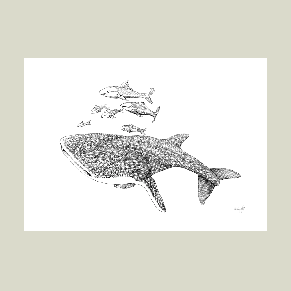 Håndtegnet sort-hvid plakat med hvalhaj – detaljeret tuschtegning af hvalhaj omgivet af fisk.