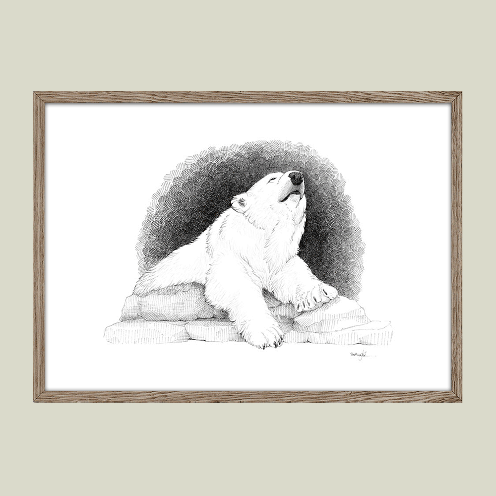 Håndtegnet sort-hvid plakat med isbjørn – detaljeret tuschtegning af hvilende isbjørn på isklipper.