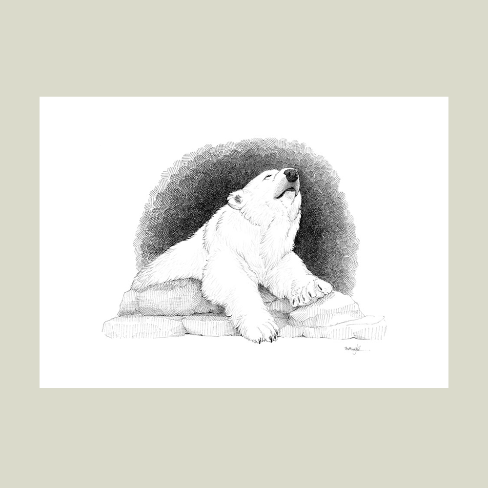 Håndtegnet sort-hvid plakat med isbjørn – detaljeret tuschtegning af hvilende isbjørn på isklipper.