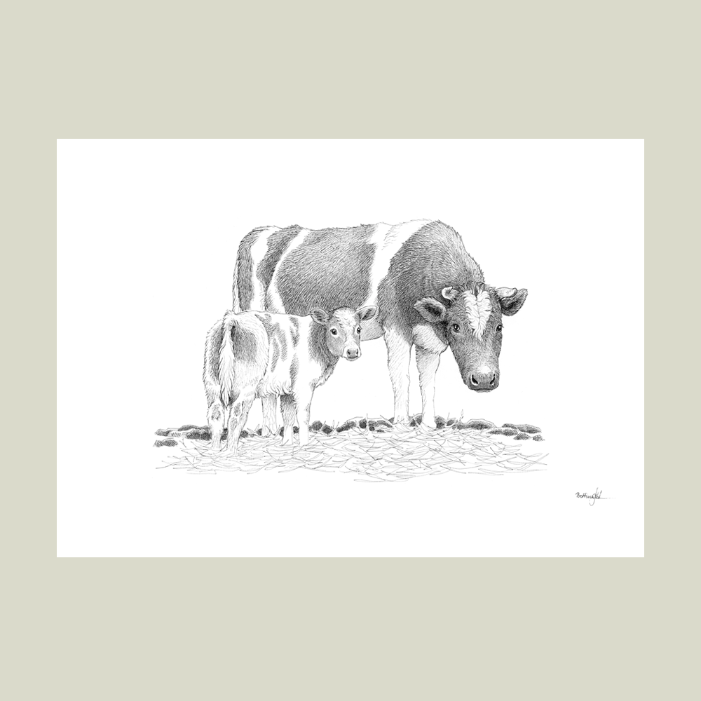 Håndtegnet sort-hvid illustration af en ko og hendes nyfødte kalv, stående tæt sammen i et roligt marklandskab.
