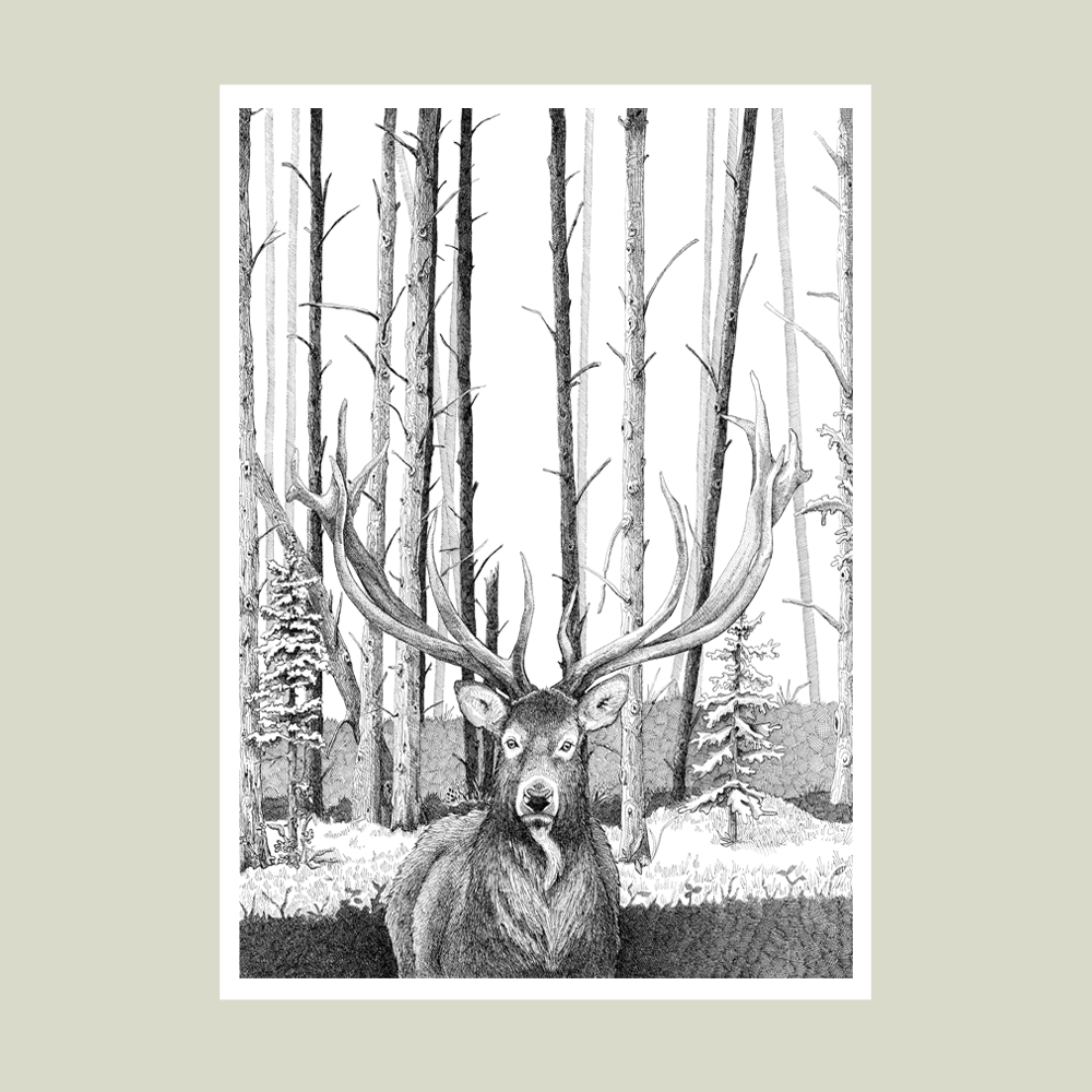 Håndtegnet plakat med kronhjort i skoven – naturmotiv fra serien I haven og skoven