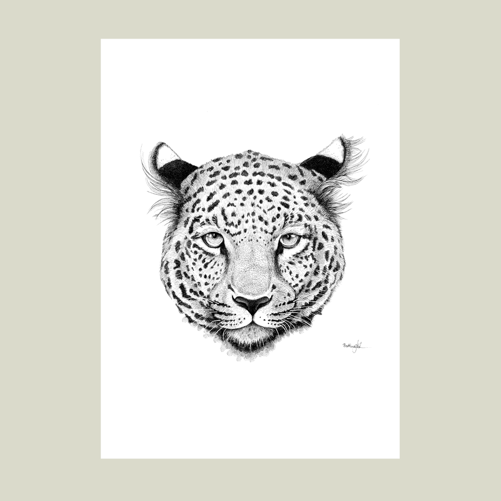 Håndtegnet sort-hvid plakat med leopard – detaljeret tuschtegning af leopardhoved med intenst blik.