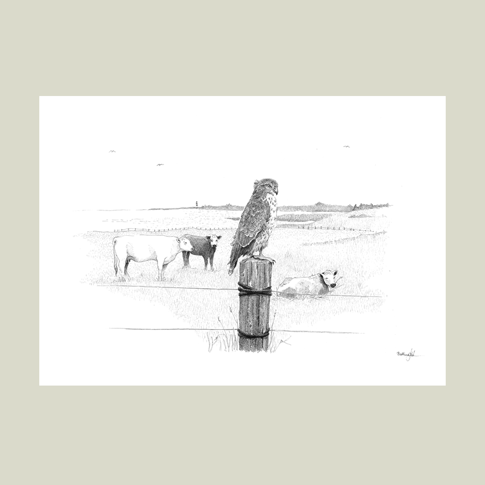 Håndtegnet plakat “Der hvor vinden hvisker”. Poetisk motiv fra marsken med musvåge og køer i det åbne landskab. En del af serien Ved havet. Trykt i Danmark.