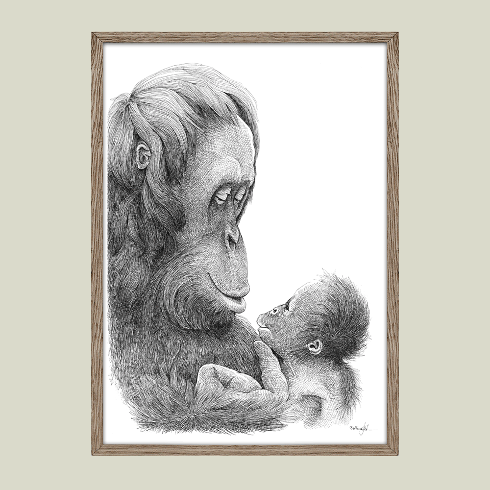 Håndtegnet sort-hvid plakat med orangutang og unge – detaljeret tuschtegning af mor, der ser på sin unge.