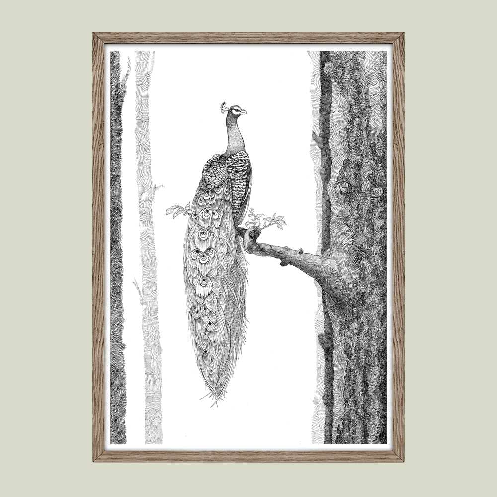 Plakat med påfugl – Stolthed og skønhed