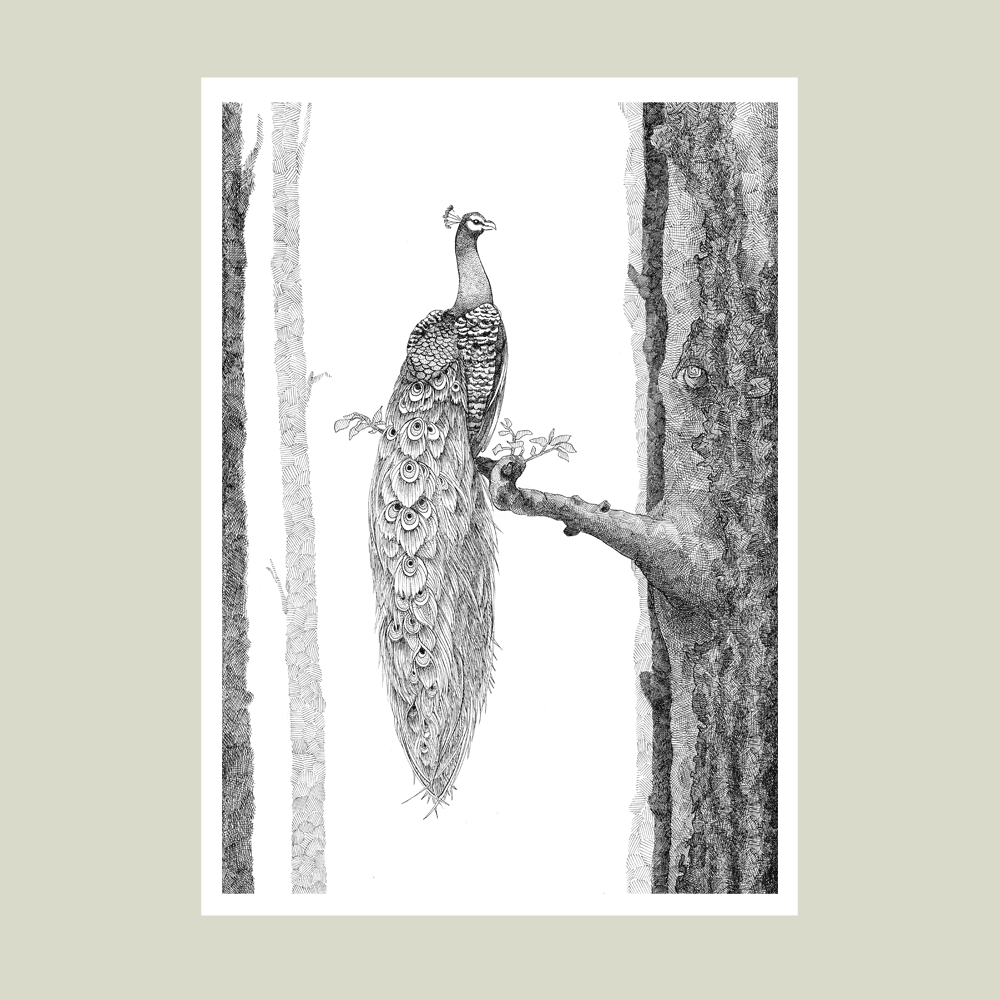 Plakat med påfugl – Stolthed og skønhed