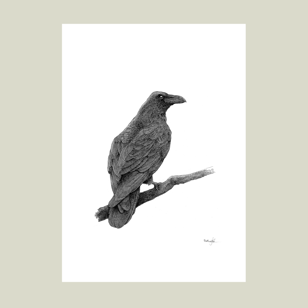 Håndtegnet plakat med ravn. Et naturmotiv fra serien “I haven og skoven”, trykt i Danmark på mat kunstpapir – dansk design med sjæl og dybde.