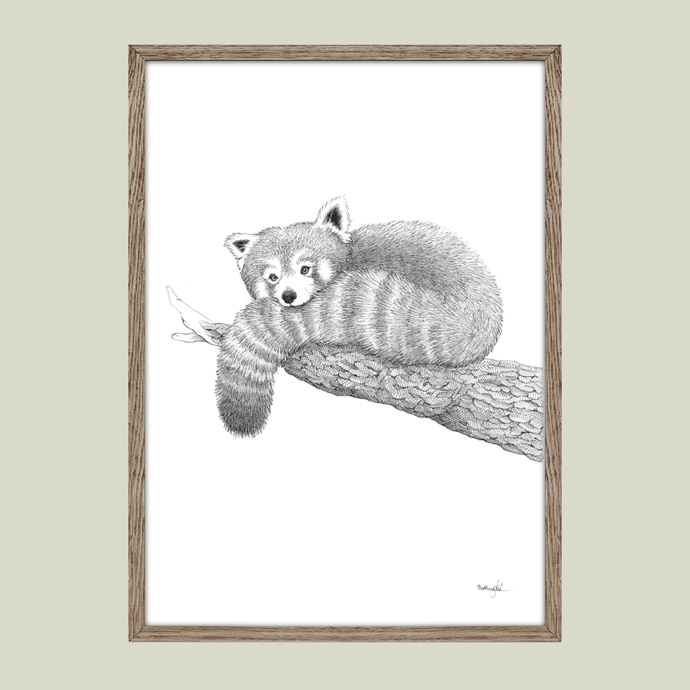 Håndtegnet sort-hvid plakat med rød panda – detaljeret tuschtegning af sovende rød panda på gren.