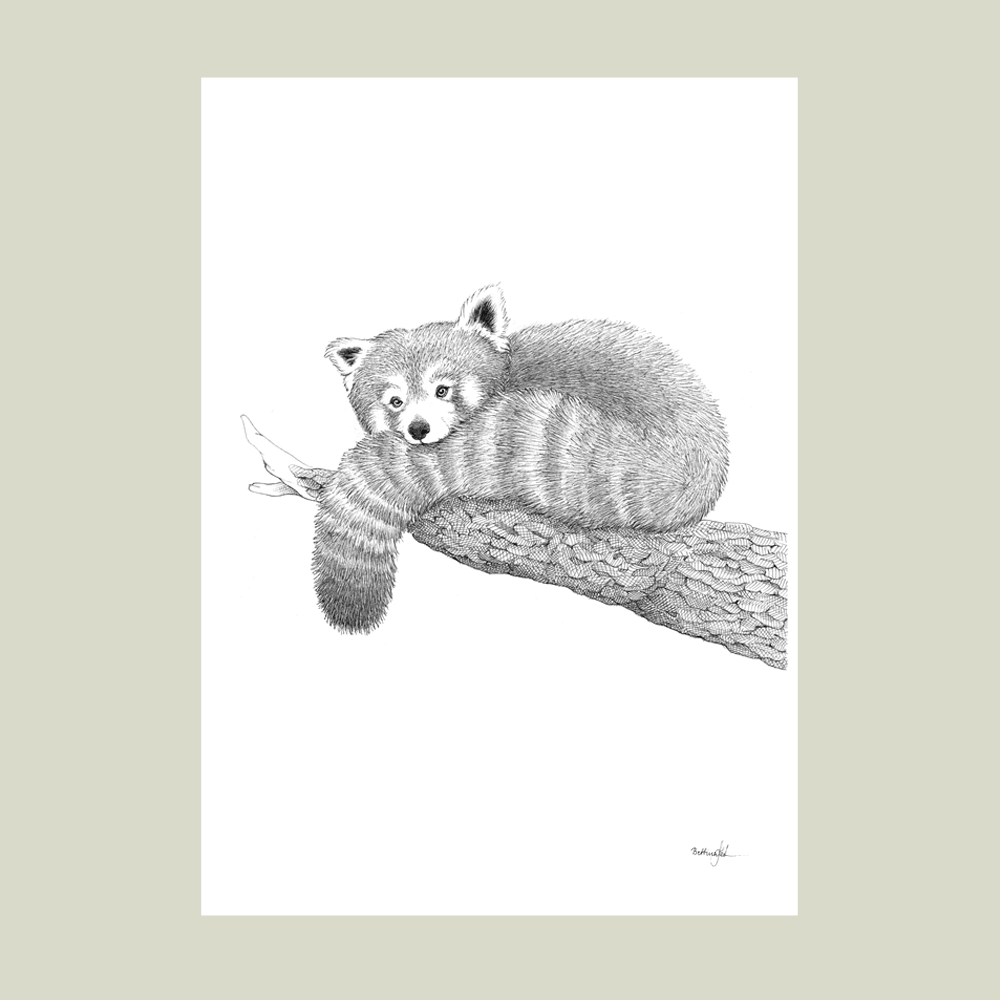 Håndtegnet sort-hvid plakat med rød panda – detaljeret tuschtegning af rød panda på gren.