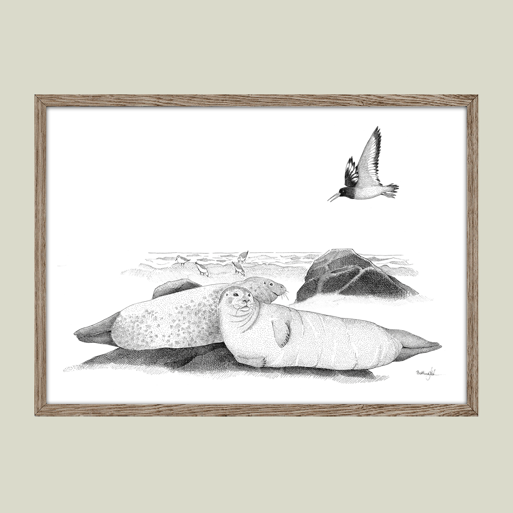 Håndtegnet plakat “Hvor havet hviler”. Poetisk motiv med sæler i solen ved kysten. Del af serien Ved havet – ro, natur og eftertanke. Trykt i Danmark.