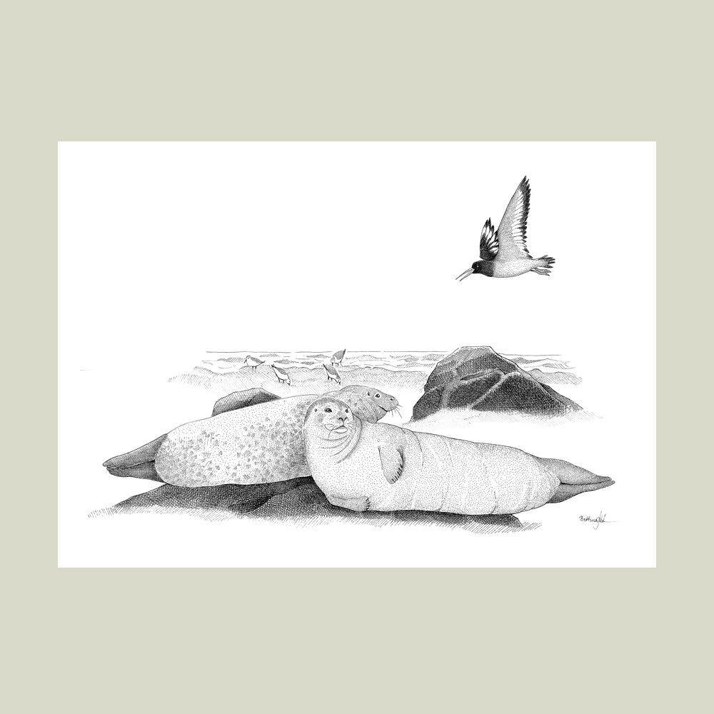 Håndtegnet plakat “Hvor havet hviler”. Poetisk motiv med sæler i solen ved kysten. Del af serien Ved havet – ro, natur og eftertanke. Trykt i Danmark.