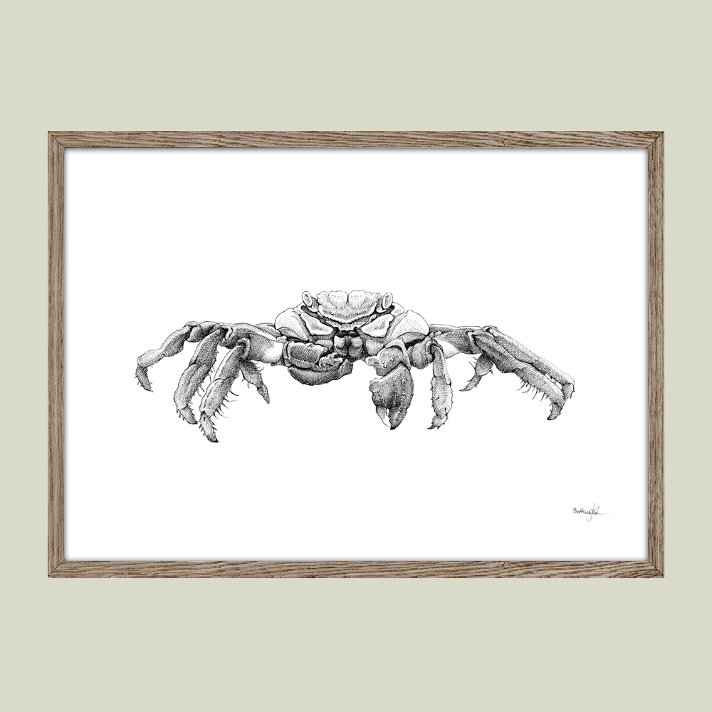 Håndtegnet sort-hvid plakat med Sally Lightfoot-krabbe – detaljeret tuschtegning af krabbe fra Galápagos.