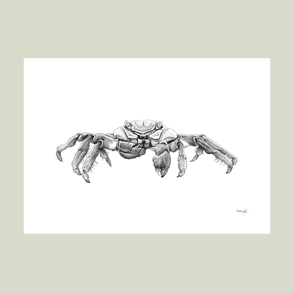 Håndtegnet sort-hvid plakat med Sally Lightfoot-krabbe – detaljeret tuschtegning af krabbe fra Galápagos.