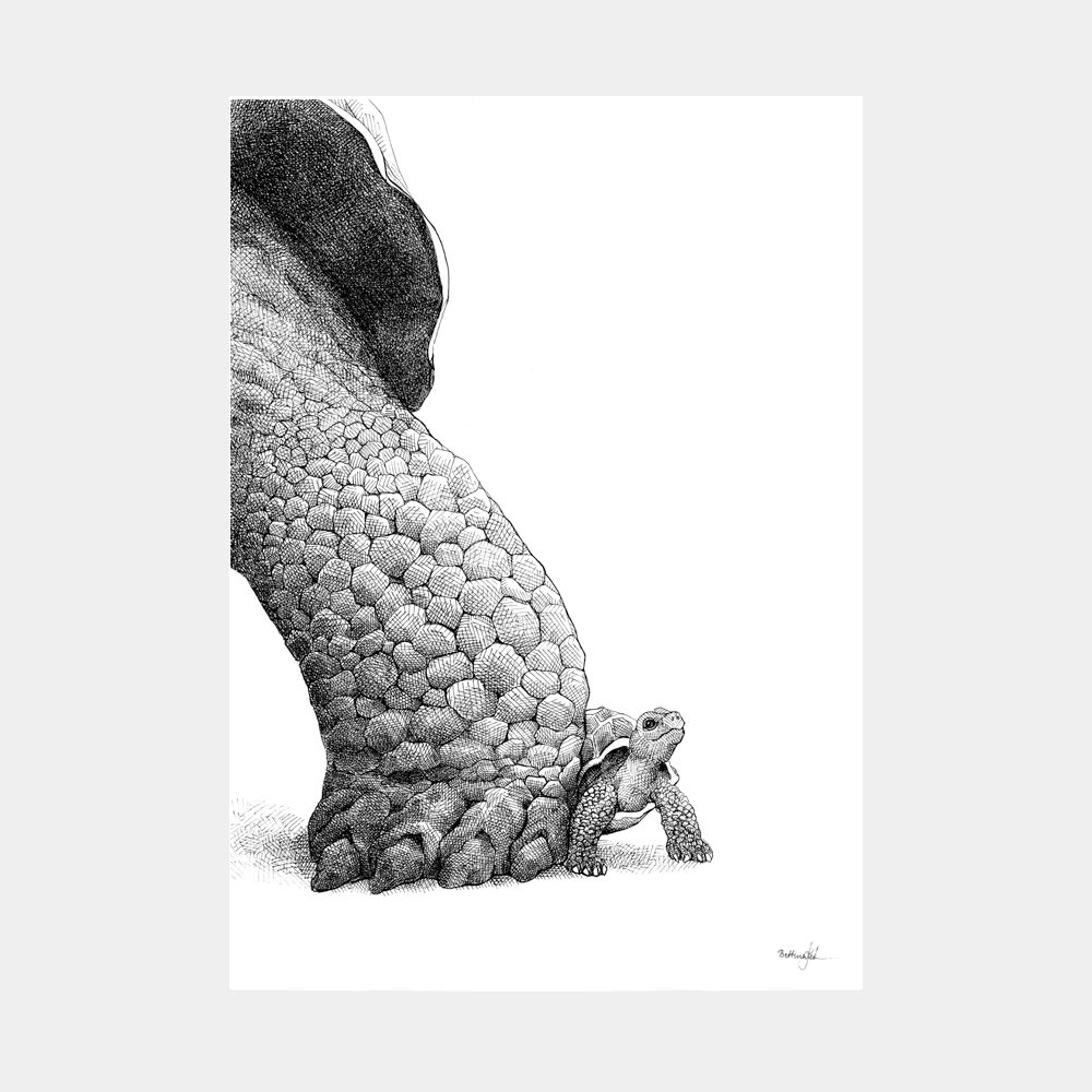 Plakat med skildpadder - Når jeg bliver stor, så vil jeg være som dig!