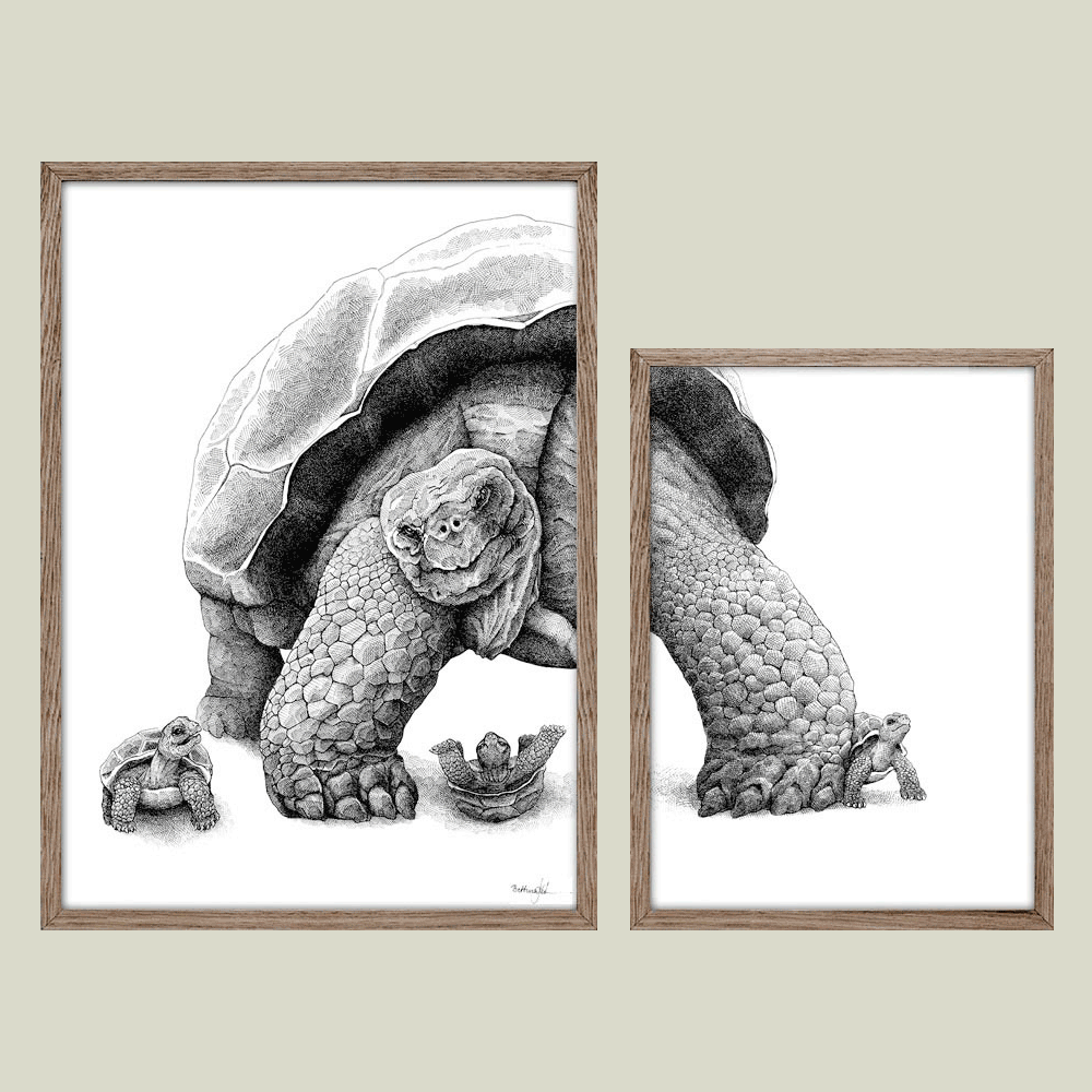 Plakat med galapagosskildpadder – Special edition