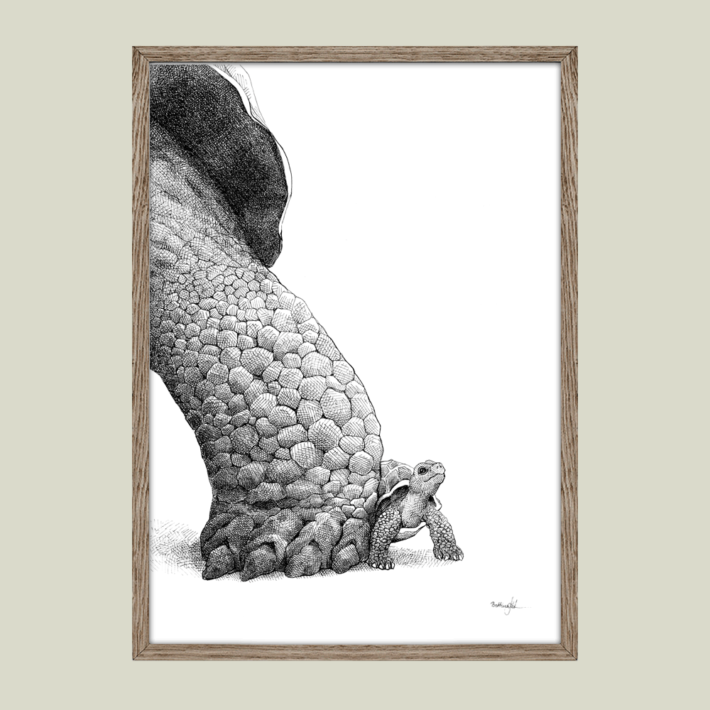 Håndtegnet sort-hvid plakat med to skildpadder – detaljeret tuschtegning af stor og lille skildpadde sammen.