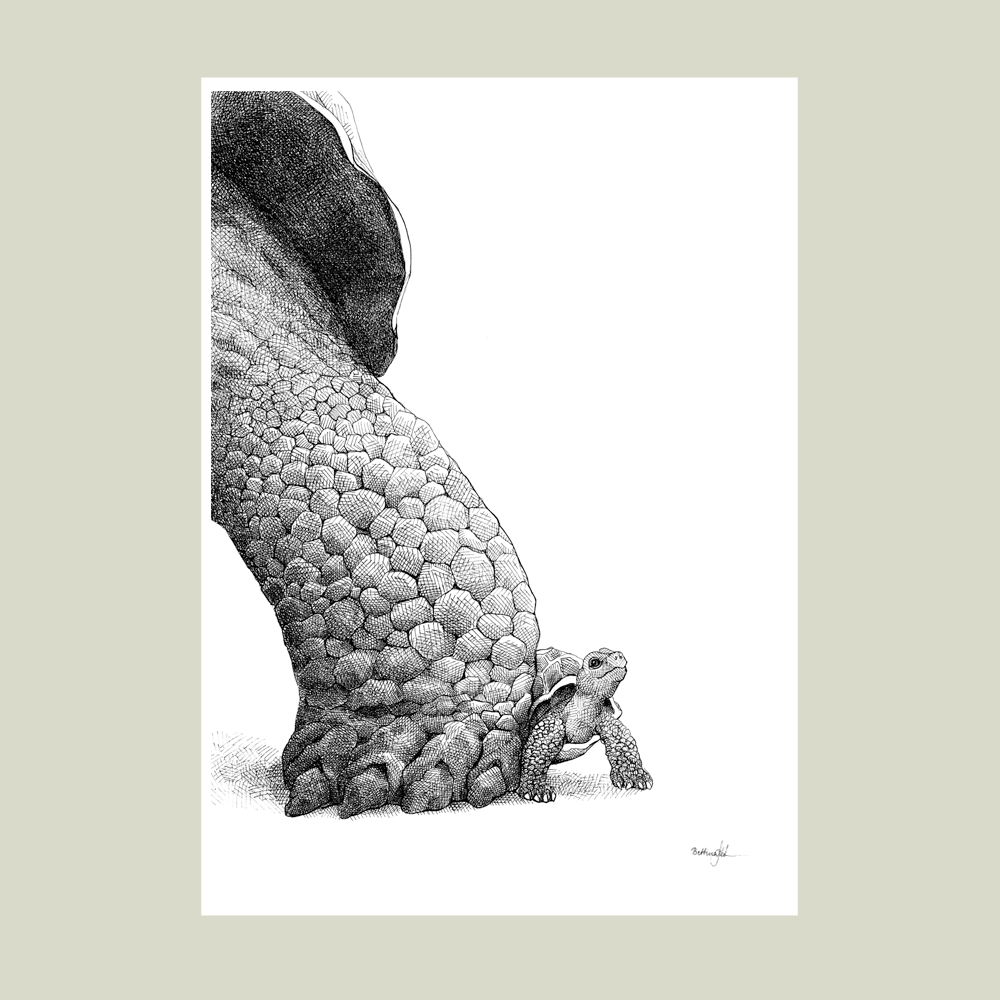 Håndtegnet sort-hvid plakat med to skildpadder – detaljeret tuschtegning af stor og lille skildpadde sammen.