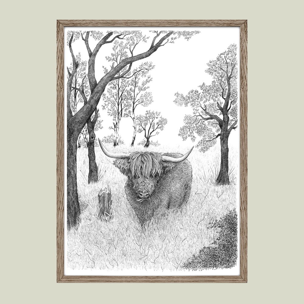 Håndtegnet plakat med skotsk højlandskvæg i engen – naturmotiv fra serien I haven og skoven
