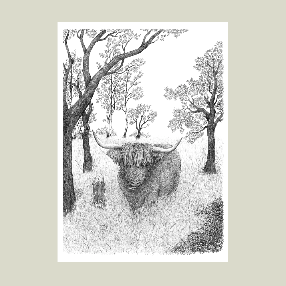 Håndtegnet plakat med skotsk højlandskvæg i engen – naturmotiv fra serien I haven og skoven