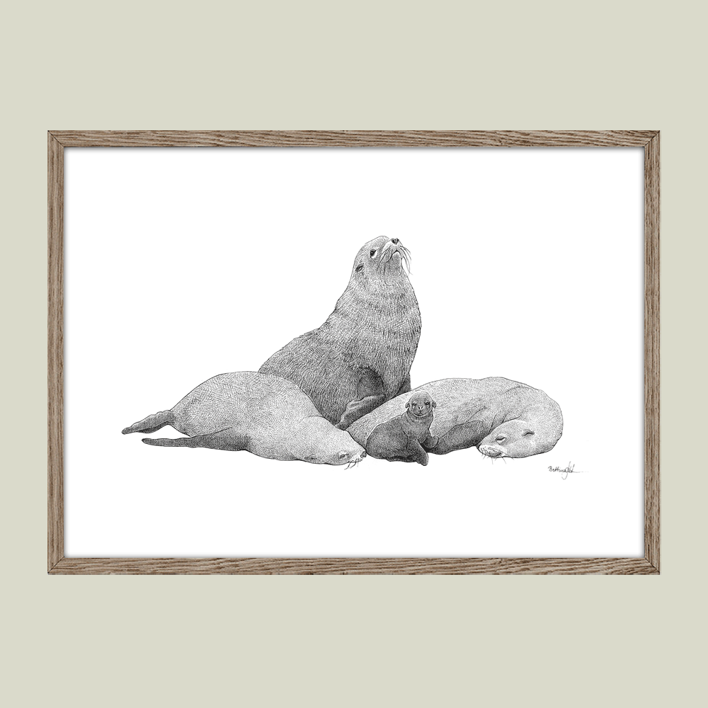 Håndtegnet sort-hvid plakat med Galápagos-søløver – detaljeret tuschtegning af søløvefamilie med unge.