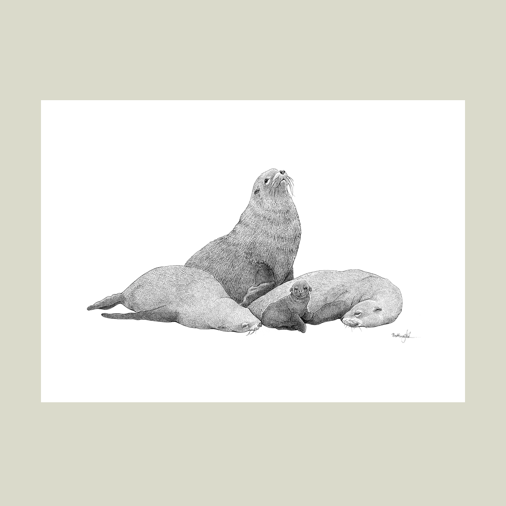 Håndtegnet sort-hvid plakat med Galápagos-søløver – detaljeret tuschtegning af søløvefamilie med unge.