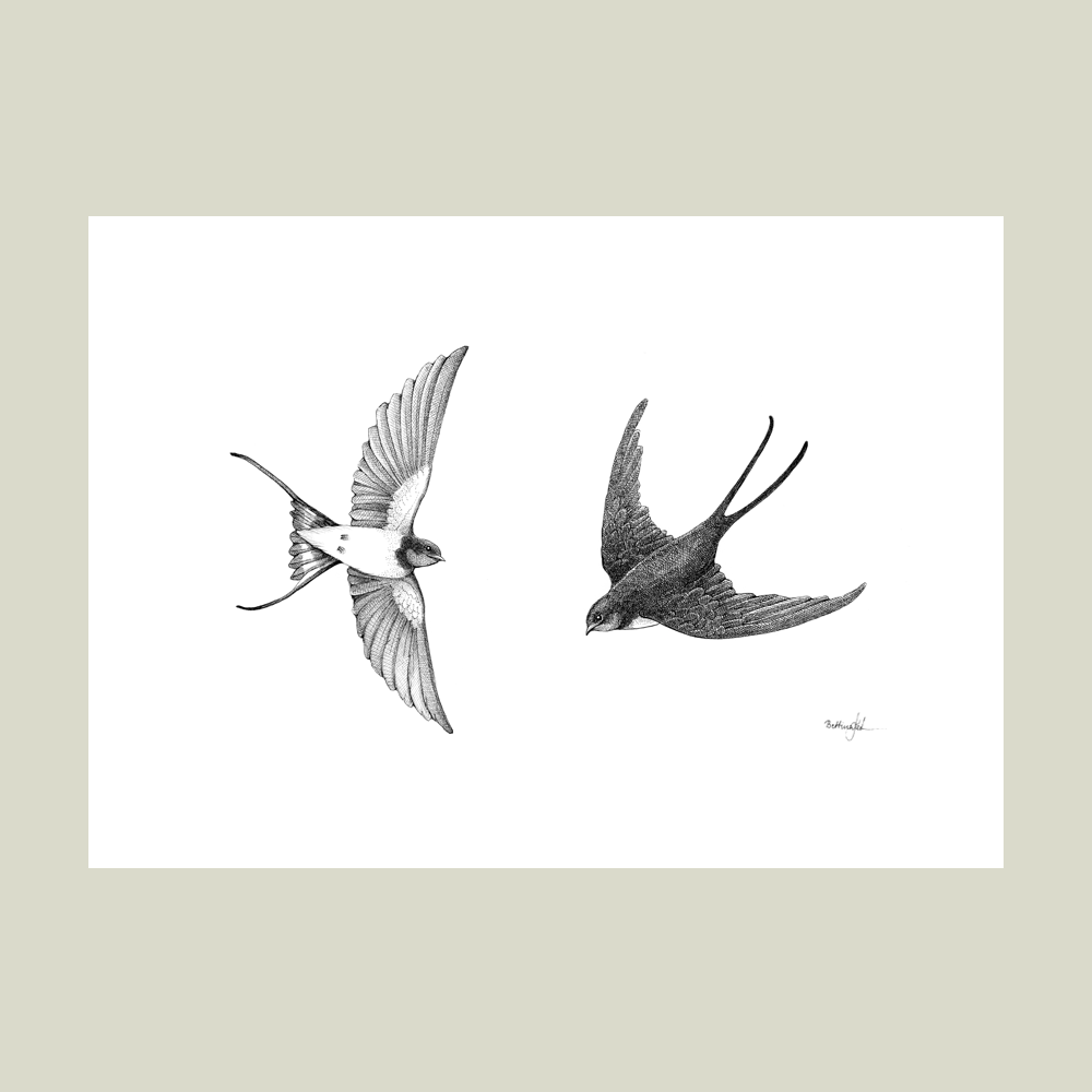 Håndtegnet plakat med to svaler i flugt. Et naturmotiv fra serien “I haven og skoven”, trykt i Danmark på mat kunstpapir – dansk design med sjæl.