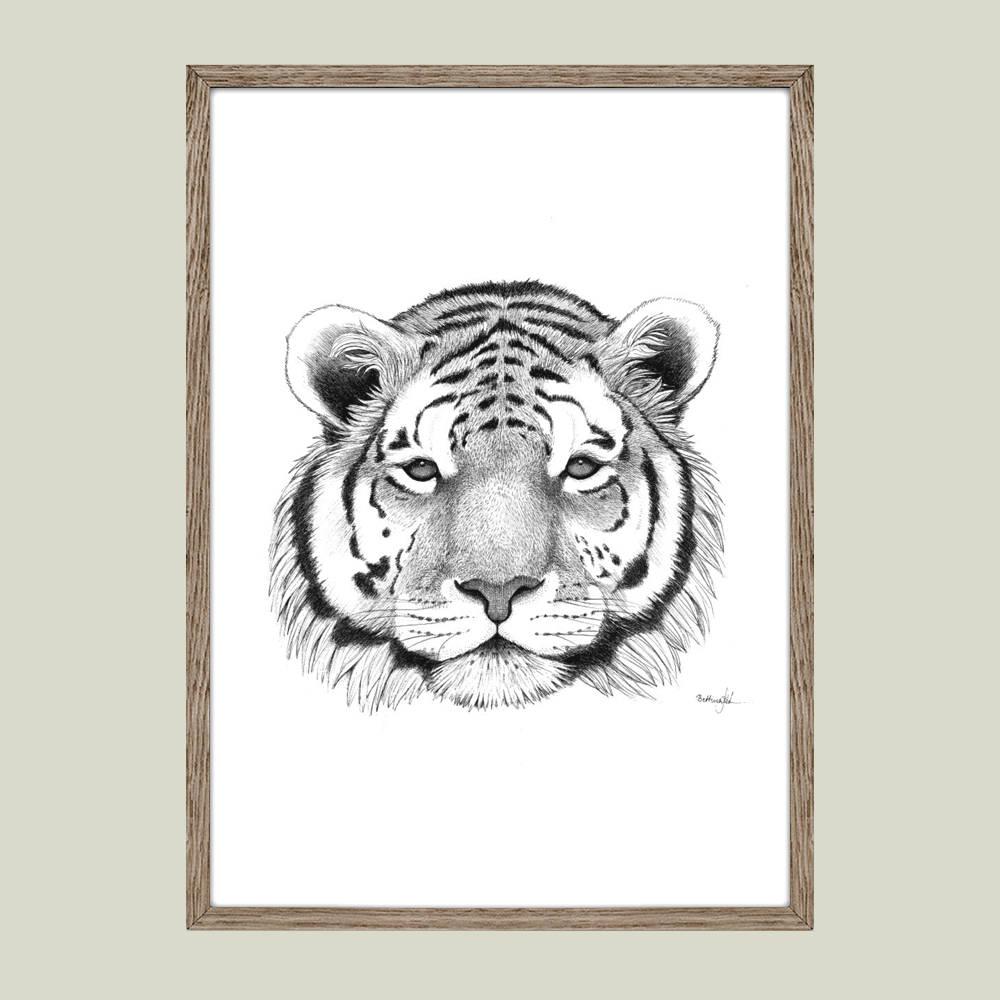 Håndtegnet sort-hvid plakat med tiger – detaljeret tuschtegning af tigerhoved med intensitet og ro.