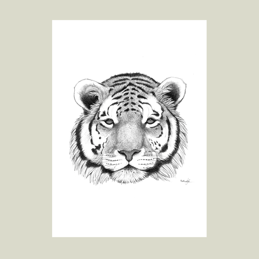 Håndtegnet sort-hvid plakat med tiger – detaljeret tuschtegning af tigerhoved med intensitet og ro.