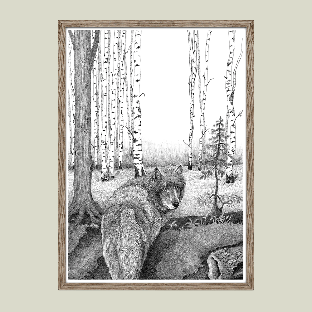 Håndtegnet plakat med ulv i birkeskov – naturmotiv fra serien I haven og skoven

