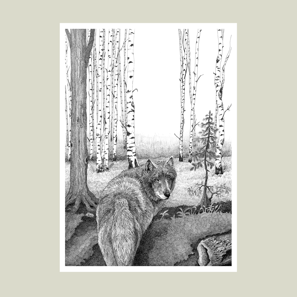 Håndtegnet plakat med ulv i birkeskov – naturmotiv fra serien I haven og skoven