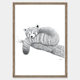 Rød panda